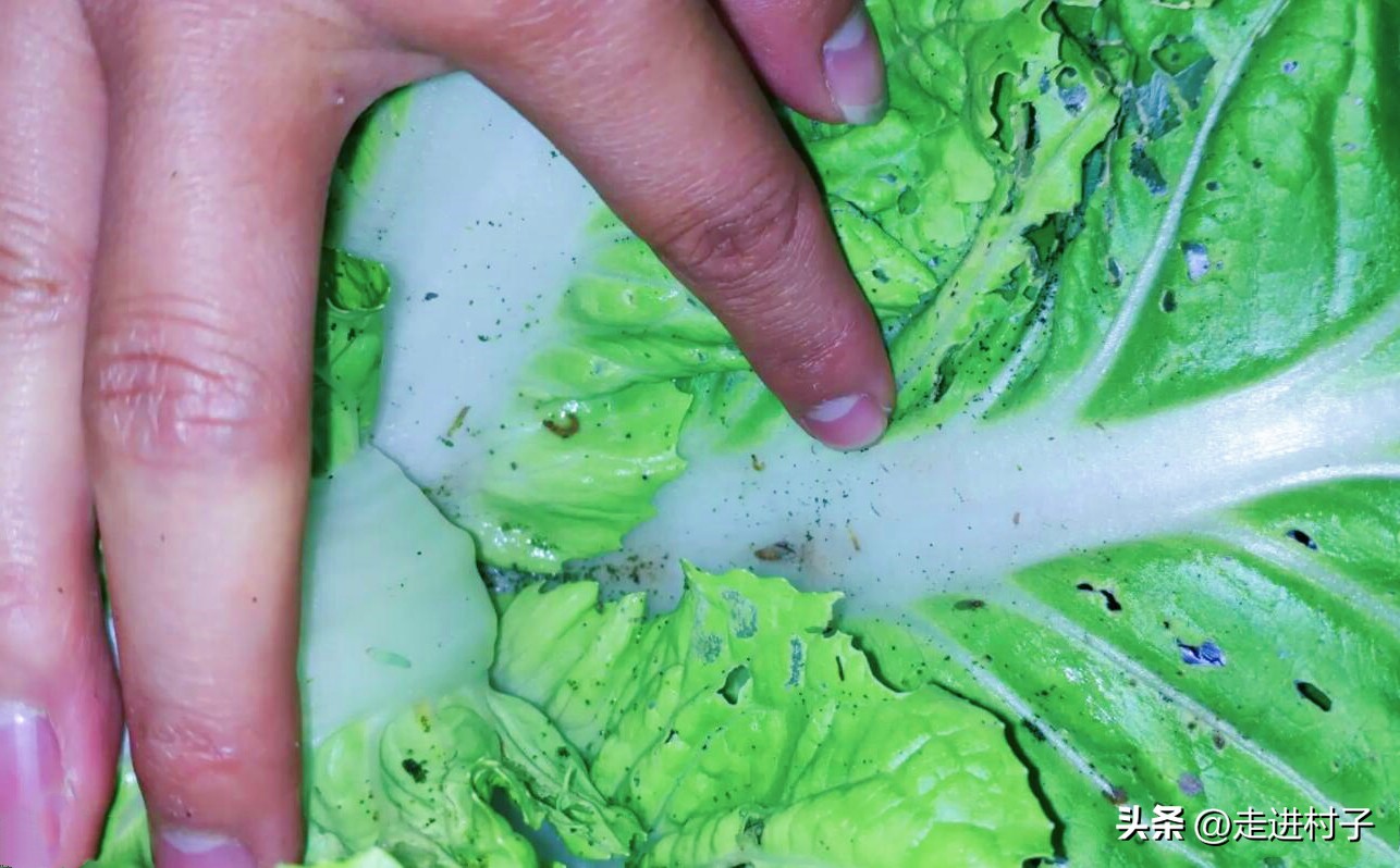 白菜害虫用什么农药防治,大白菜病虫害防治建议书