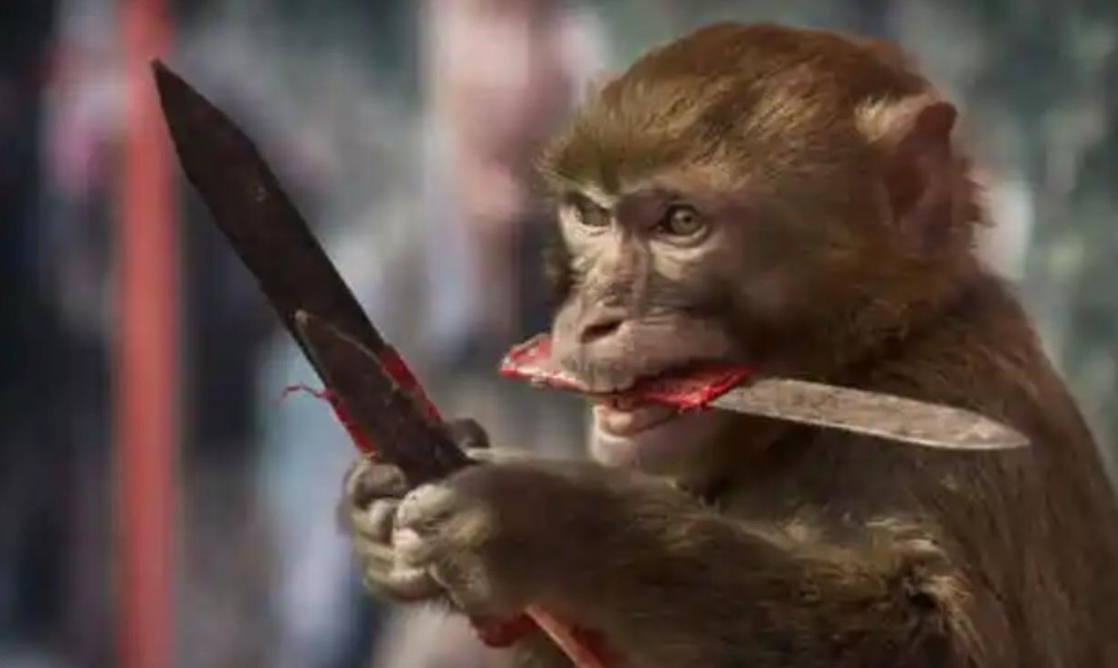 猴子放火,猴子为何不能当宠物