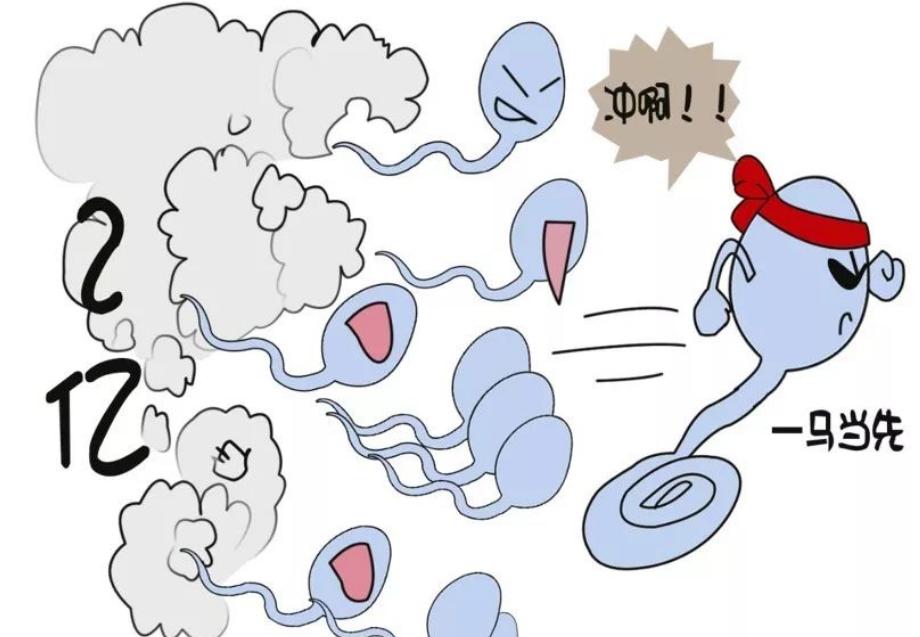 当精子和卵子相遇后还会排卵吗,精子遇到卵子一生的运气