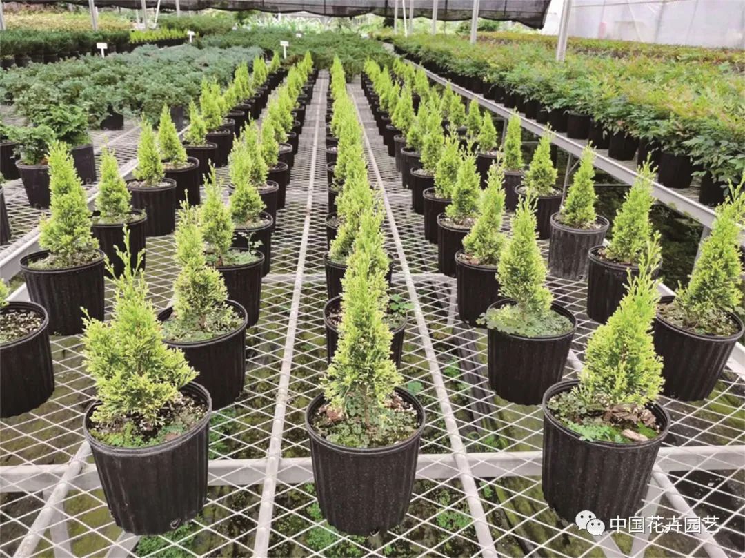 多重压力下苗木产业负重前行|“年终与年宵”专题