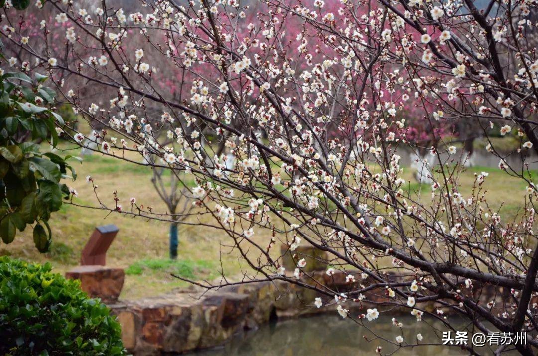 苏州赏梅最好的免费地方,二月初苏州腊梅