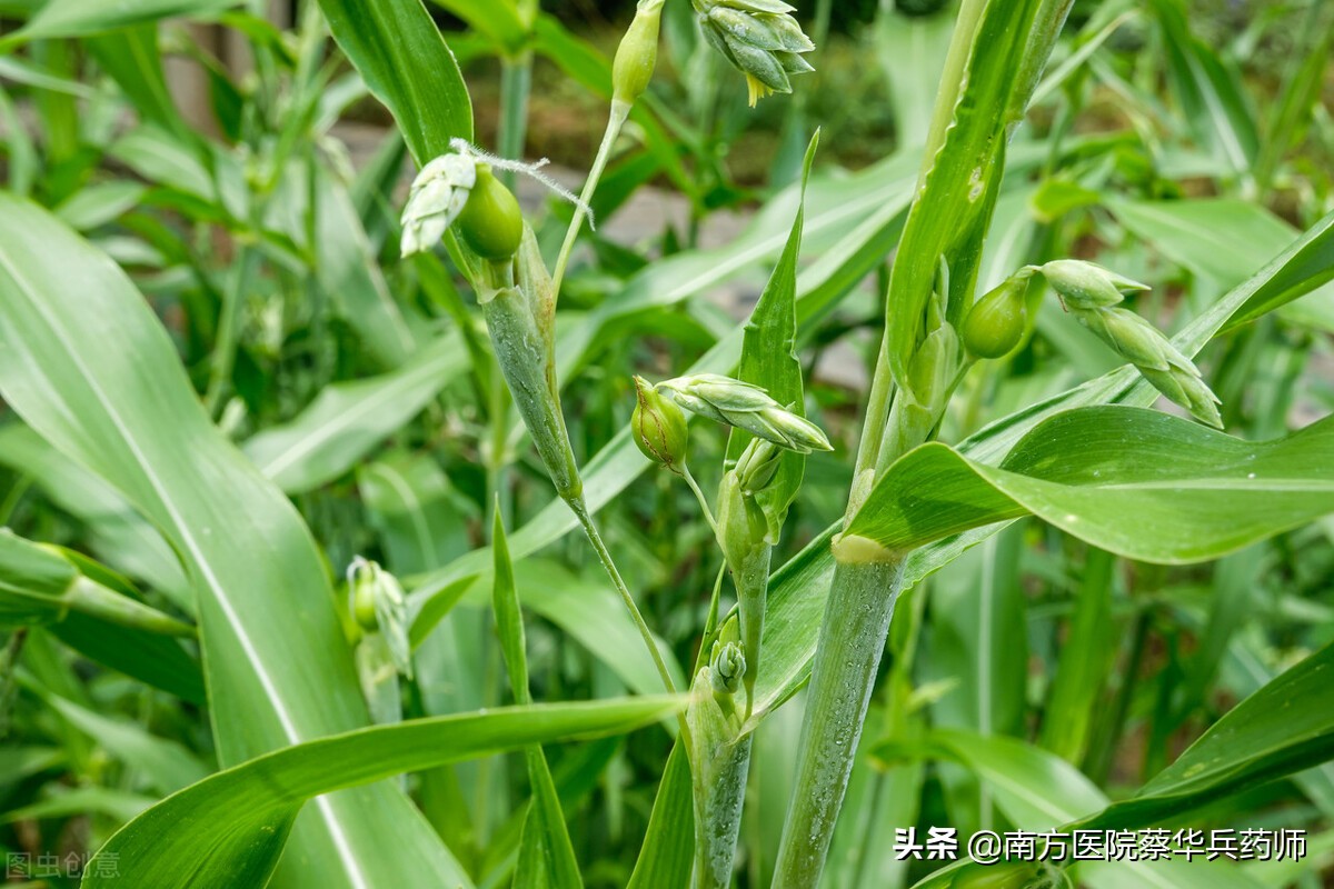 薏苡仁煮粥能除湿吗,薏苡仁药食同源可以祛湿嘛