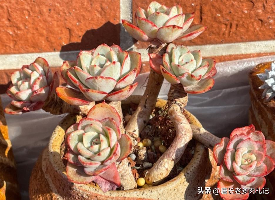 多肉叶片干瘪了萎缩怎么办,夏天多肉叶子枯萎了怎么办