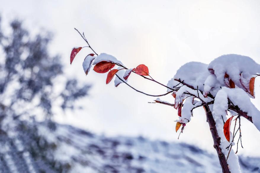 关于初雪的诗句古诗名句,写初雪的诗句古诗大全