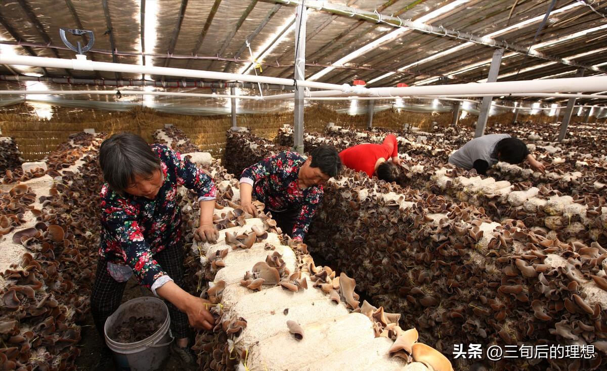 种植木耳和野生木耳,种植木耳的技术要点是什么