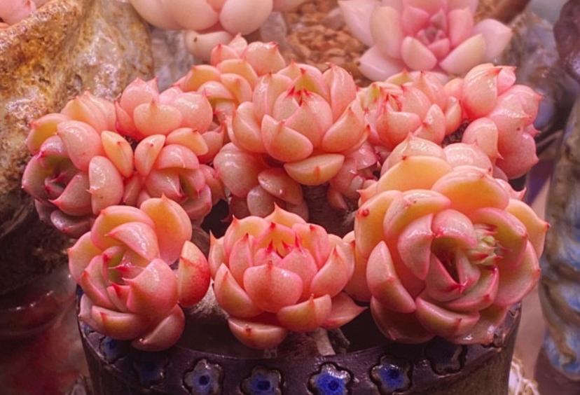 高颜值又皮实好养的多肉,天生好皮囊