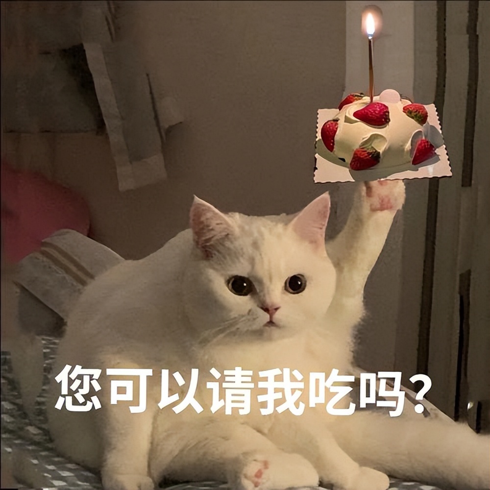 猫咪有这些行为证明你养猫,新手养猫解读猫咪8种迷惑行为