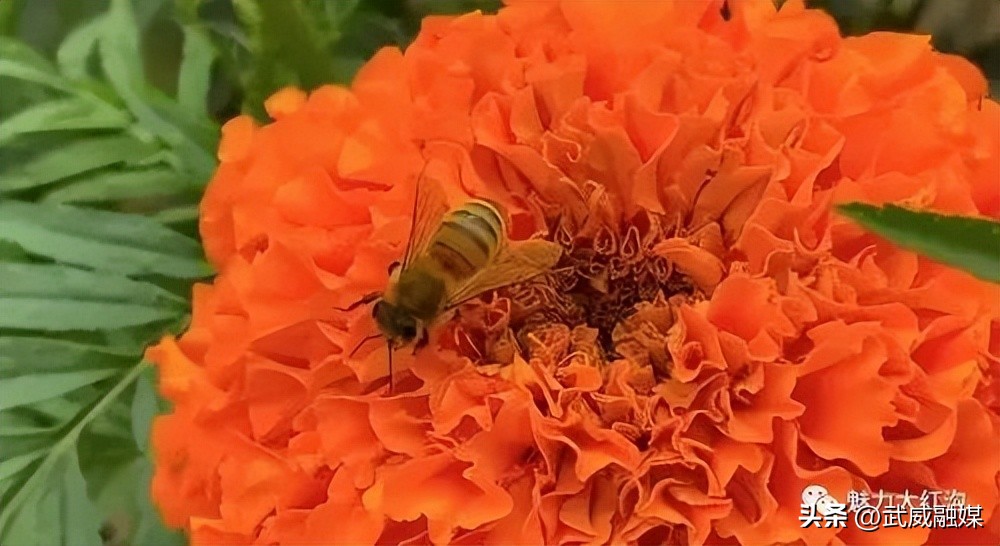 甘肃武威旗开得胜,旗开得胜号武威