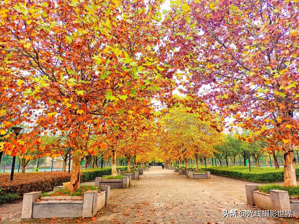 2022年重庆高考理科大学排名,重庆西南大学211排名