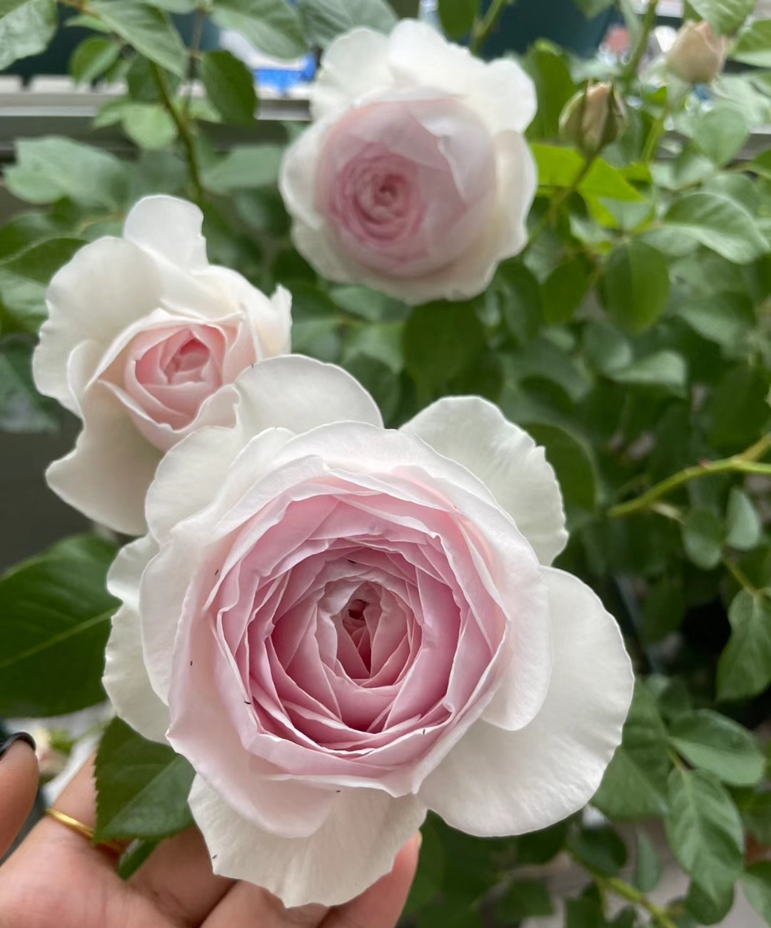 又香刺又多的月季,无刺又带香味的月季