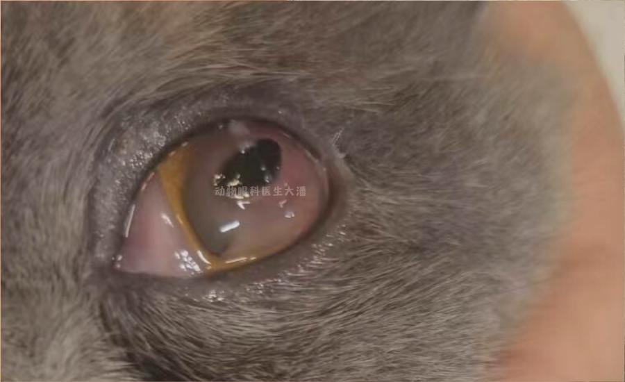 猫角膜炎怎么治疗最快,小猫坏死性角膜炎