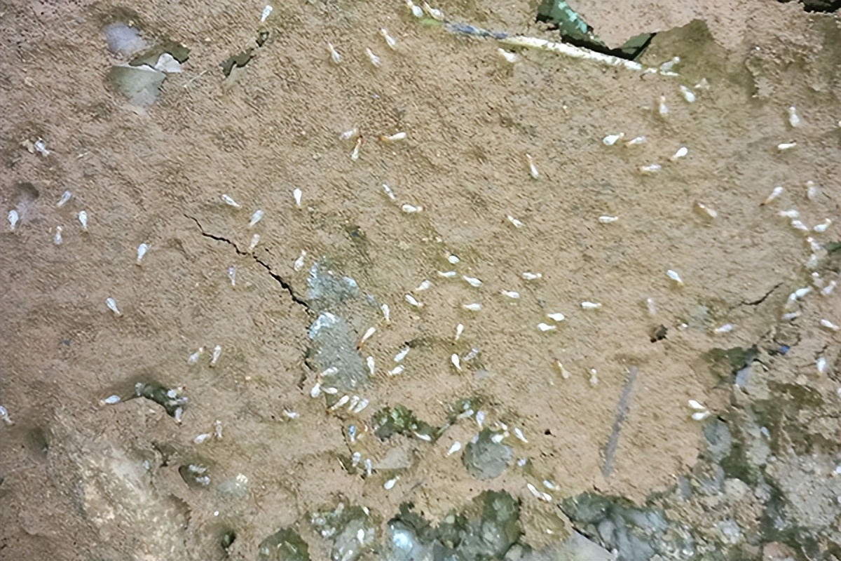 白蚁的危害家里怎么消灭白蚁,找不到白蚁窝可以消灭白蚁吗