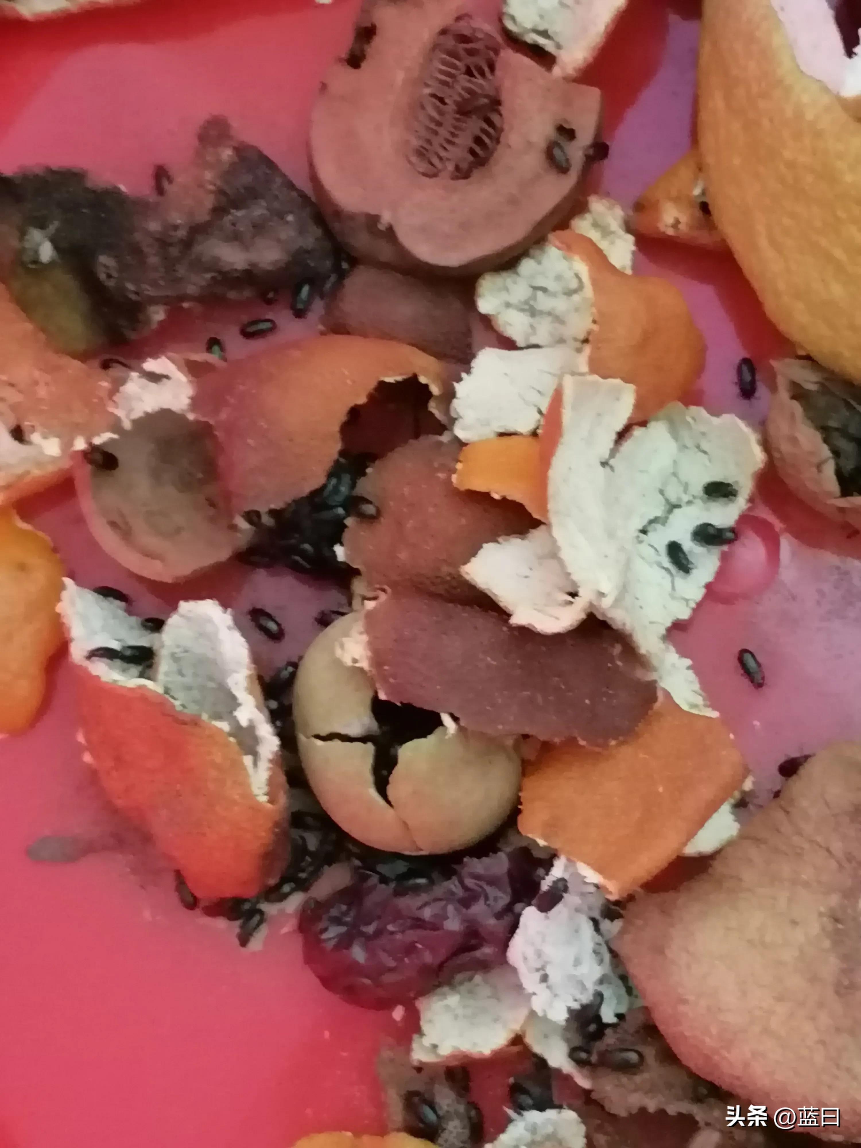 虫子宝宝和虫子妈妈,妈妈陪宝宝夹虫子