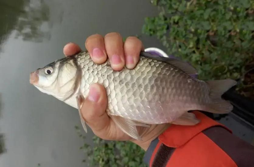 冷天气钓鲫鱼可用菜籽饼打窝吗,冰冻天气用什么饵料钓鲫鱼最好