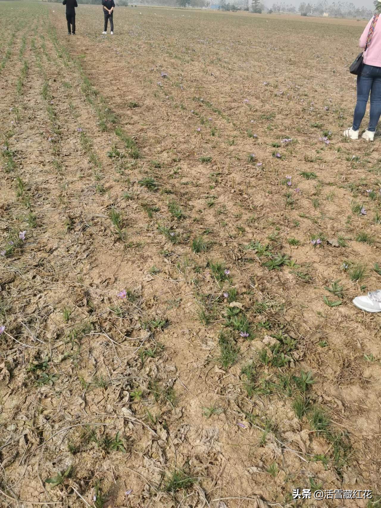 北方人经常吃的这种草，来自盛产藏红花的伊朗，不是白菜