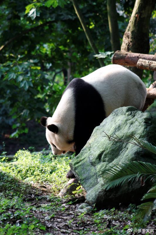 不高的高高和他不白的老婆白云——91年出生的童颜女神大熊猫白云