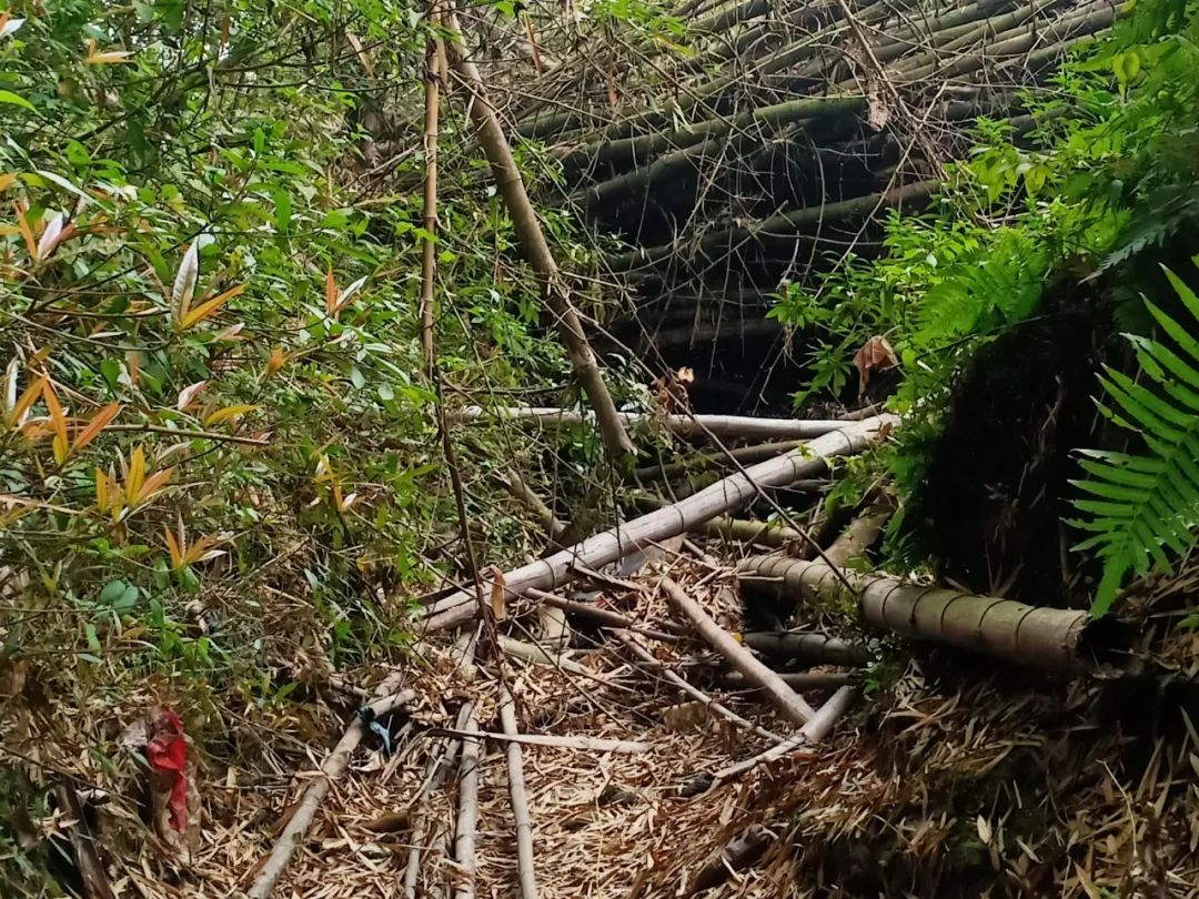 桂林向您汇报（阳朔篇）丨打通“肠梗阻”，“畅通”百姓心——福利镇新寨村疏通水渠助力农业生产