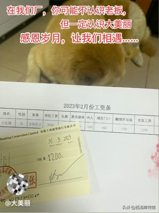 土狗月薪3000,小土狗打工