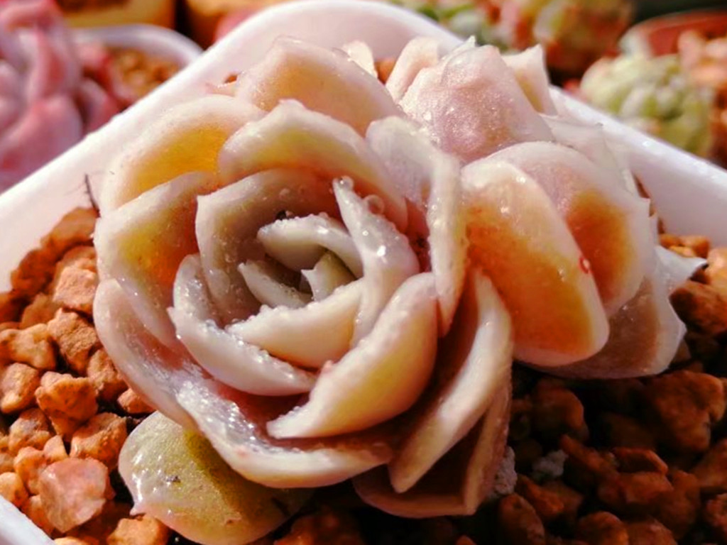 如何认清所有多肉的品种,270种常见多肉你都认识吗