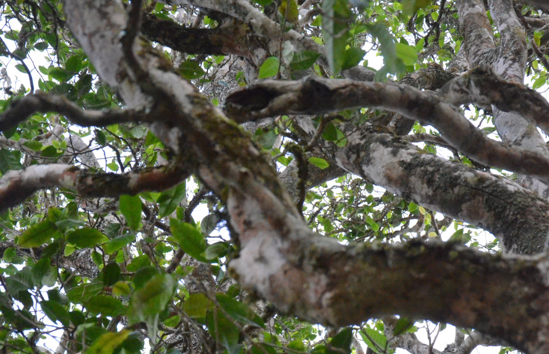 网购茶叶哪个网站买比较好,网购茶叶最靠谱是哪个平台