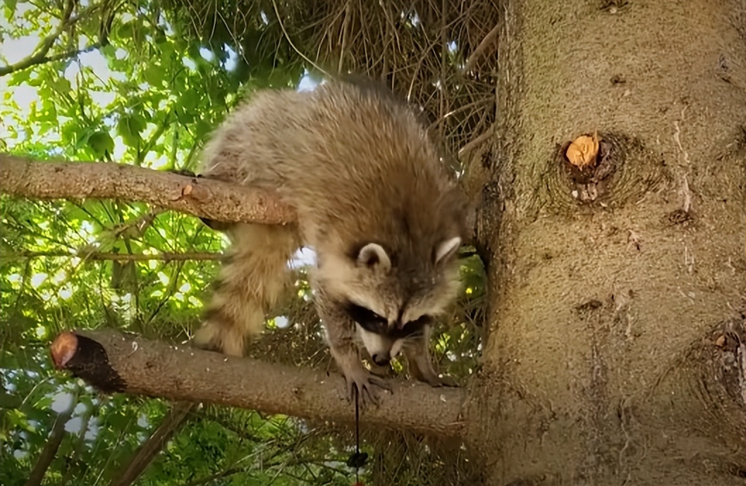 鍔犳嬁澶у皬娴g唺骞煎唇,鍔犳嬁澶у杺鍏诲皬娴g唺