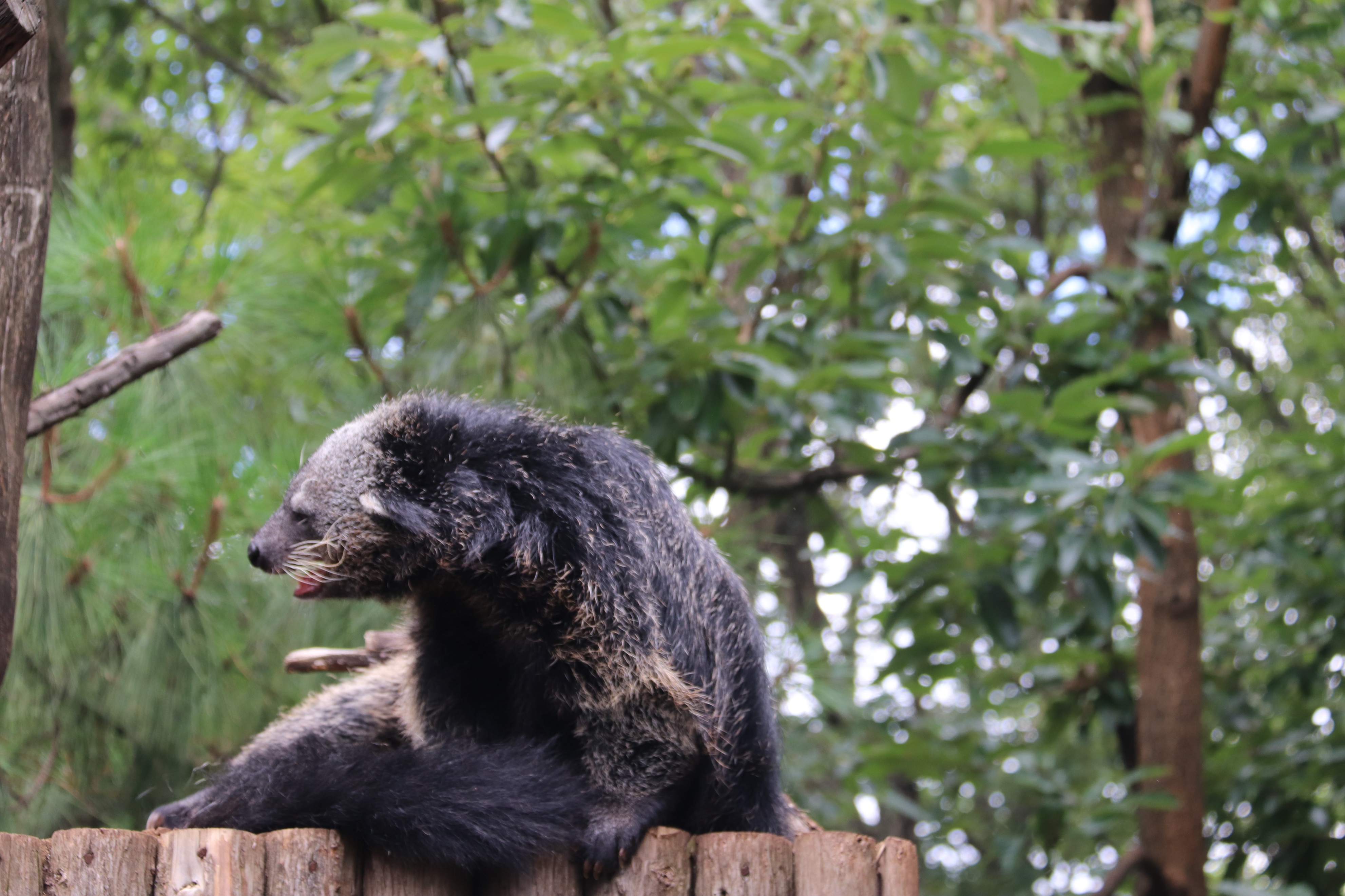神奇的壁虎尾巴400字,神奇的尾巴故事
