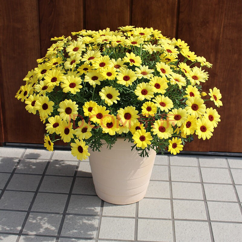 春天来了这5种花赶快扦插,春季来了养花不可少