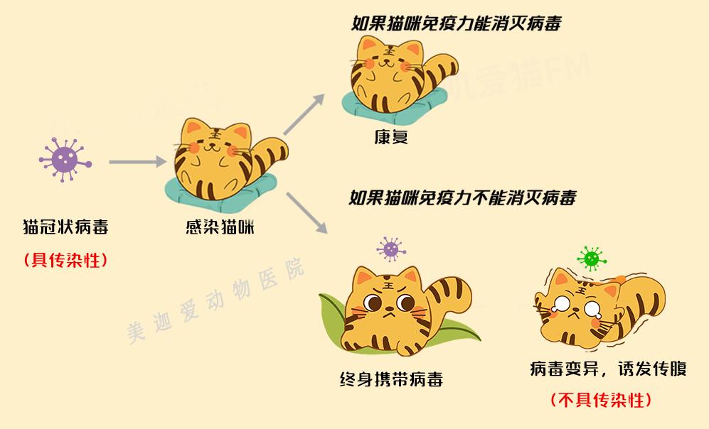 爱它，请不要放弃它！猫传腹不等于判死刑