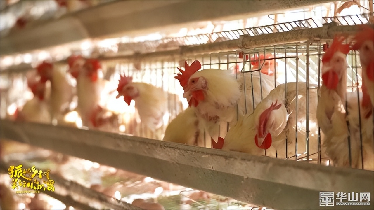 选调生助力乡镇,驻村干部助力乡村振兴