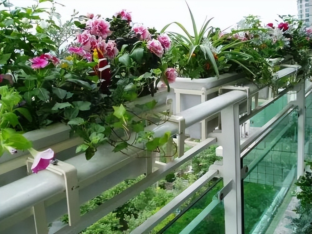 封闭阳台不怕夏天暴晒的植物,适合阳台高温暴晒的植物