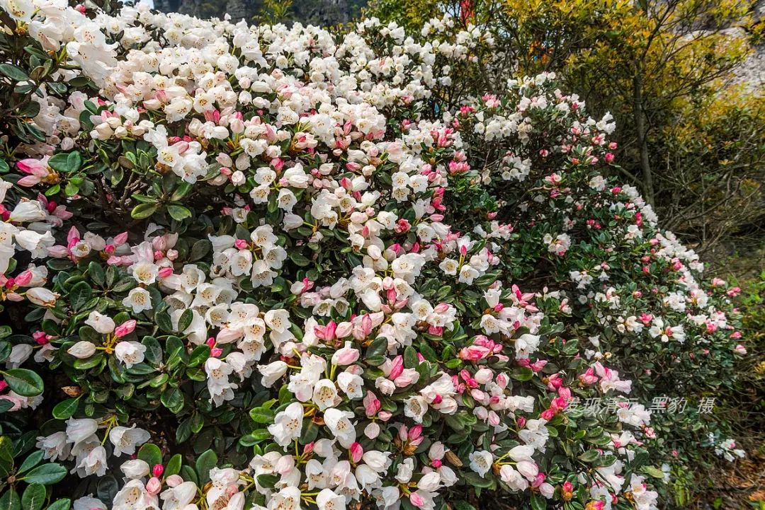 广州增城高山杜鹃,高山杜鹃广州