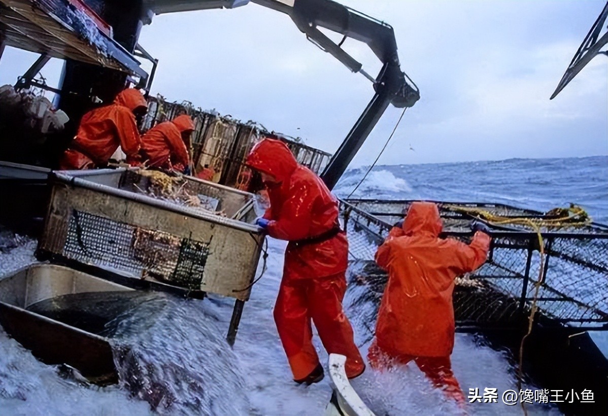 怎么挑螃蟹肥不肥图解,螃蟹怎么选肥蟹