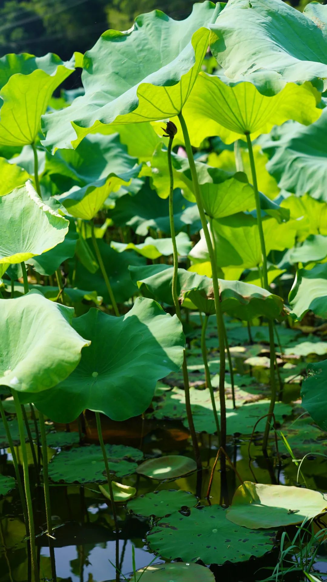 小暑已至！夏日顶流登场，一池荷风，满院莲香，惊艳了整个夏天！