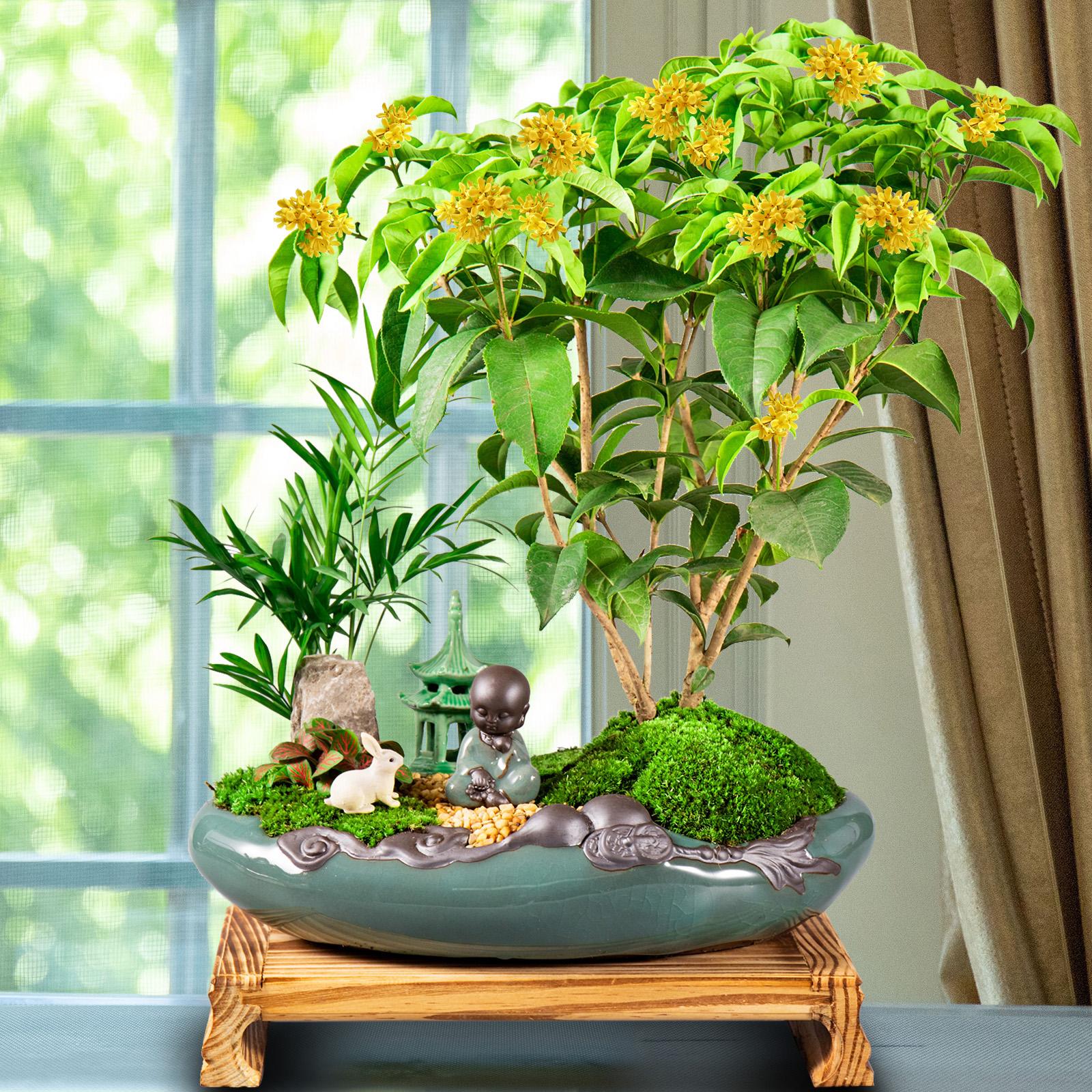 4种花适合新手养漂亮好养,20种坑人的花