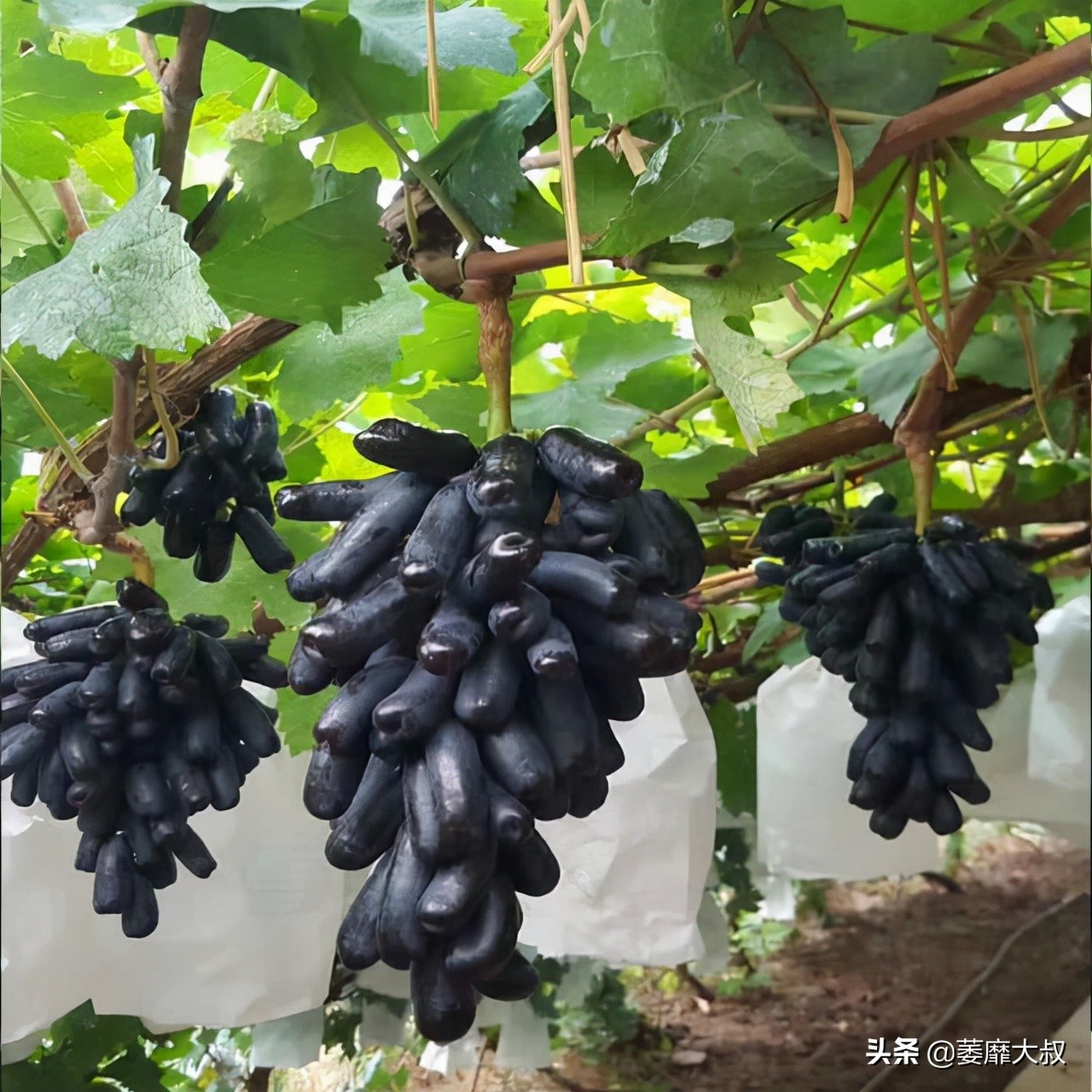 阳台选了它比花还漂亮,适合阳台可以吃的植物