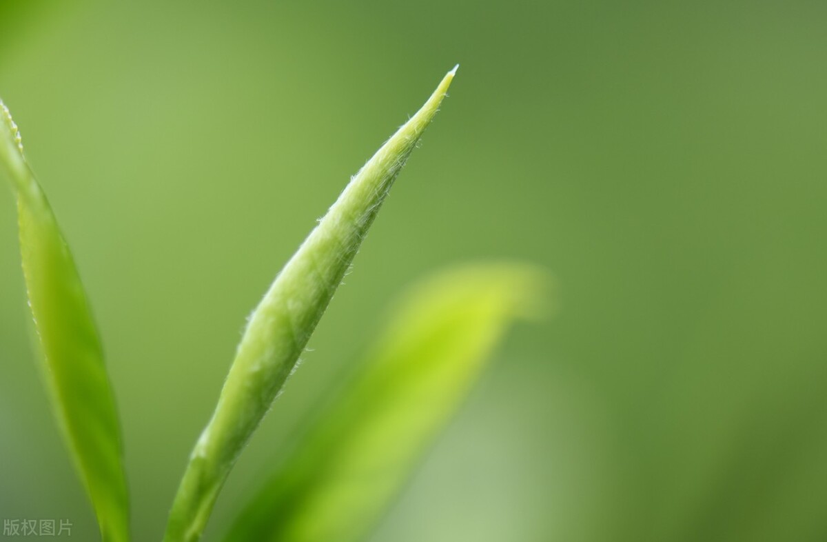 四月底双子金牛星座运势,白羊座和金牛座和双子座