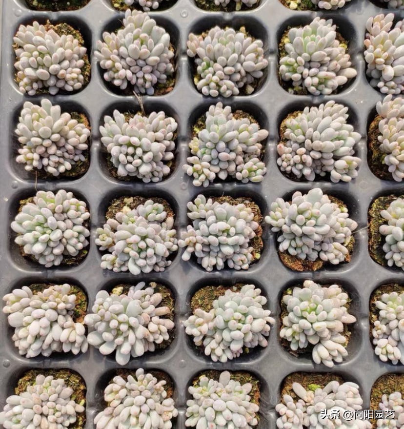 多肉怎么用叶片繁殖,多肉几月份适合砍头或叶插