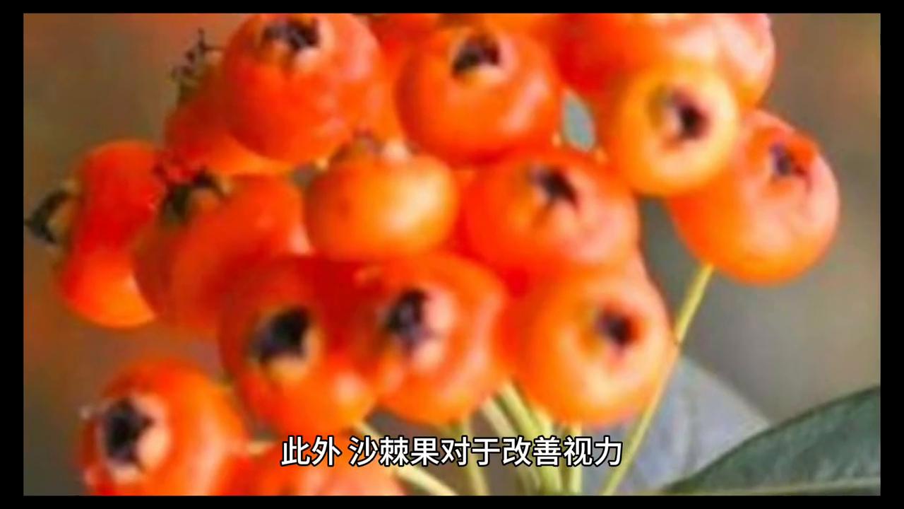 有关沙棘的知识,沙棘你了解多少