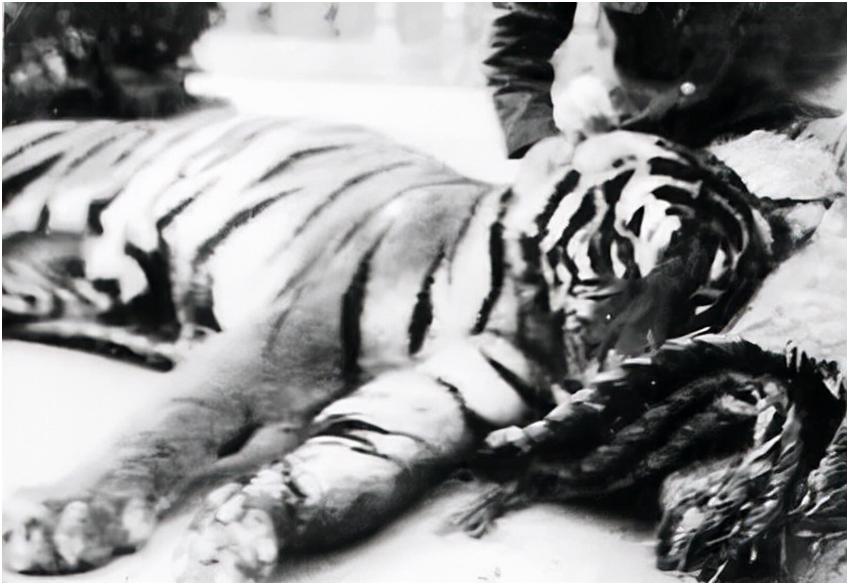 打虎人贺业武的一生