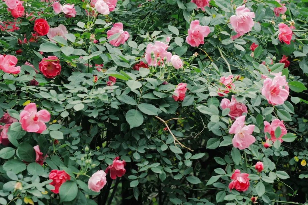 春天的潺潺溪水,春天的顶流