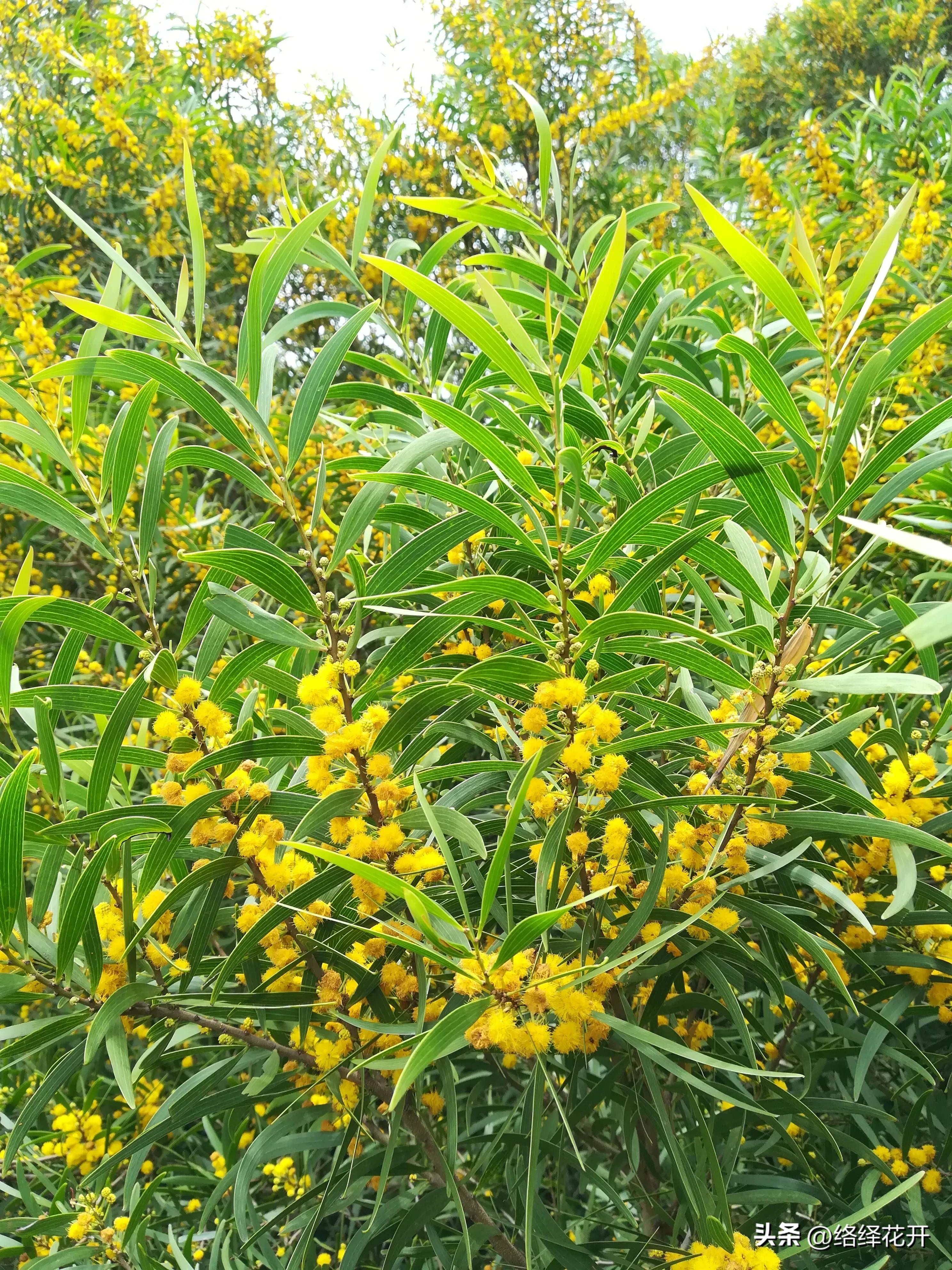 台湾相思,台湾相思花语
