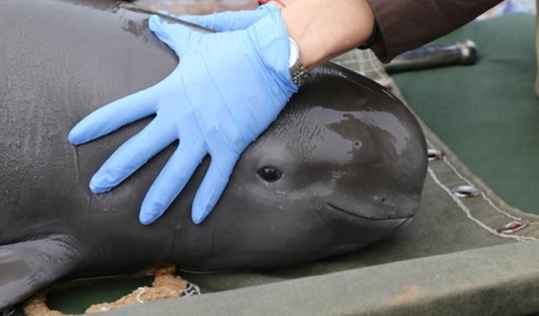 长江十年禁渔江豚动画,长江禁渔十年是为了江豚吗