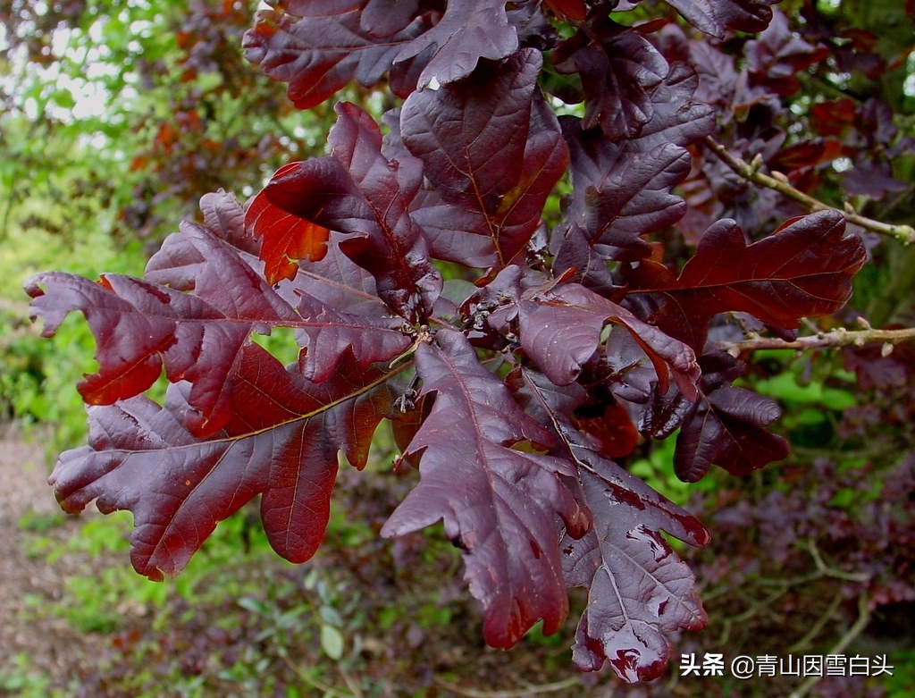 种树前景怎样,栎树种植前景如何