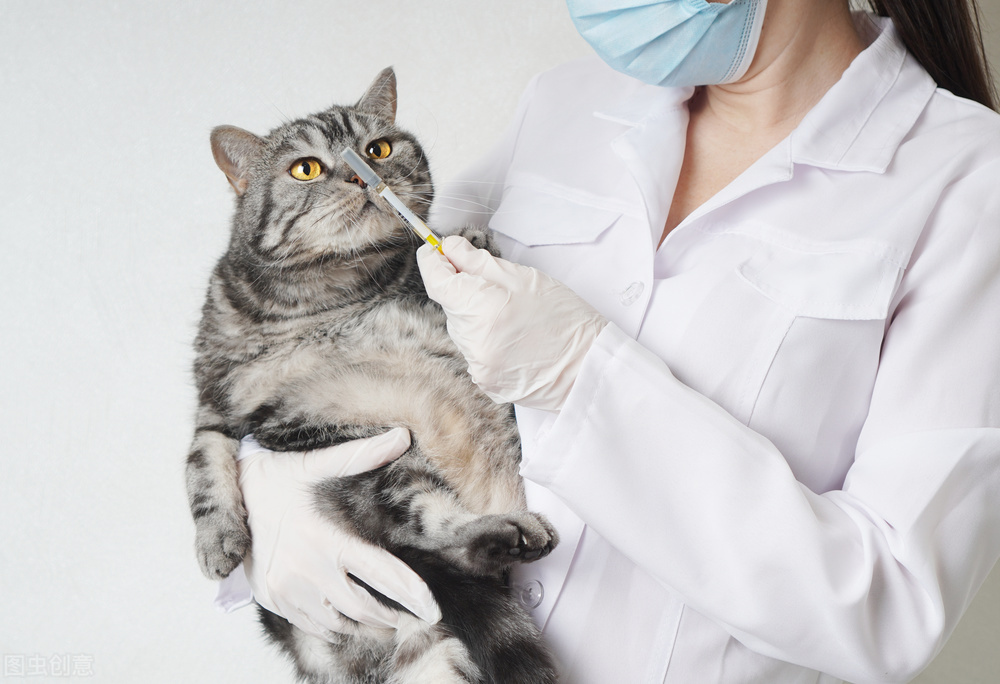 猫衣原体结膜炎反复,猫过敏性结膜炎