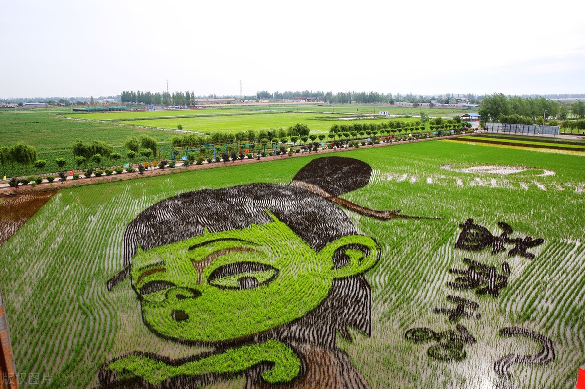 创意农业发展,创意农业发展新活力