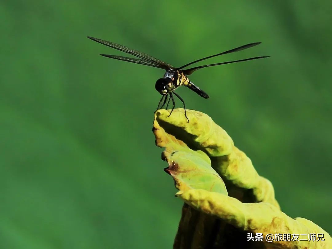花都红山村自由行攻略,广州花都公园旅游攻略