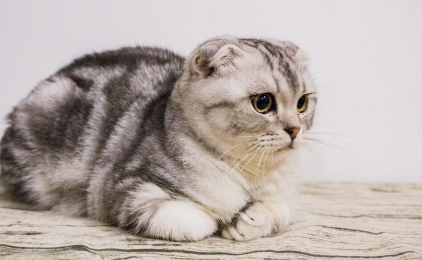 十大最难养的宠物猫,什么猫比较凶猛又好养