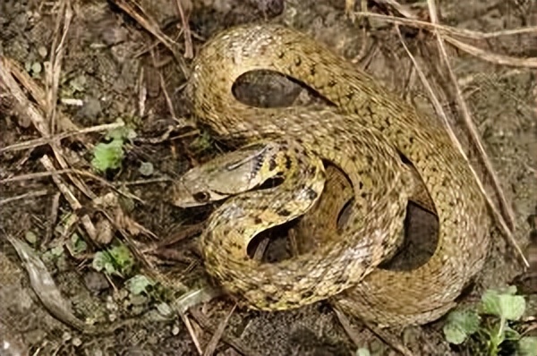 真正的丛林美食有哪些,硬核知识大全100个