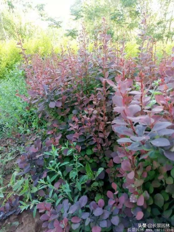 红叶小檗紫叶小檗的价格,红叶小檗幼苗批发基地