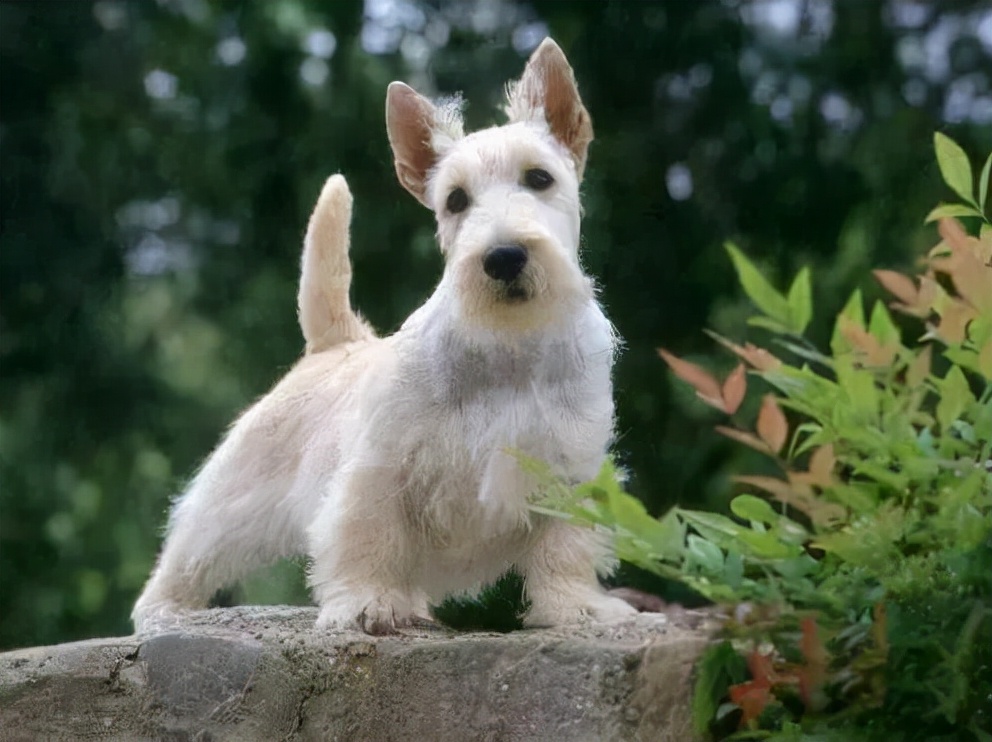 100多种名犬图片大全大图高清,100多种名犬图片大全大图